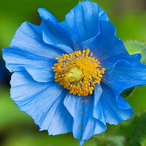 Semillas de amapola azul, 100pcs / Plantas raras semillas de amapola bolsa Hardy azul Pétalo interior Semillas al aire libre siembra de flores para la Inicio de jardinería Ideal regalo al aire libre