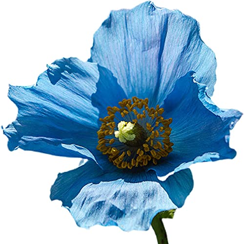 Semillas de amapola azul, 100pcs / Plantas raras semillas de amapola bolsa Hardy azul Pétalo interior Semillas al aire libre siembra de flores para la Inicio de jardinería Ideal regalo al aire libre