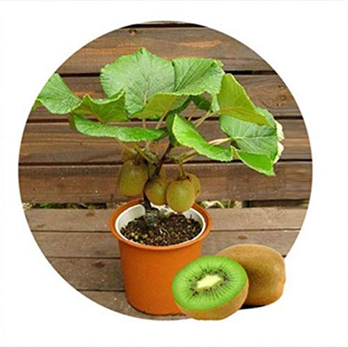 semillas de la fruta kiwi, Tailandia 100pcs mini fruta de kiwi semillas de flores, plantas de bonsai, las mini semillas de kiwi deliciosa vegetales,
