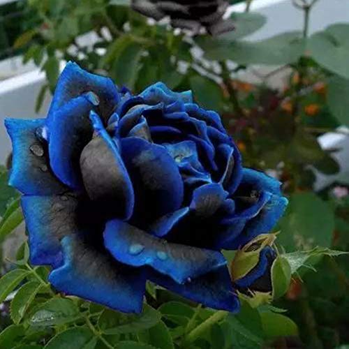 Semillas de rosa azul, 20 piezas / bolsa Semillas de rosa Dulce Fácil de plantar Planta perenne azul Bonsai Semillas de flores para jardín