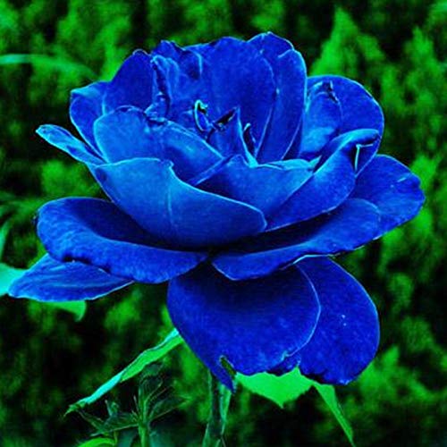 Semillas de rosa azul, 20 piezas / bolsa Semillas de rosa Dulce Fácil de plantar Planta perenne azul Bonsai Semillas de flores para jardín