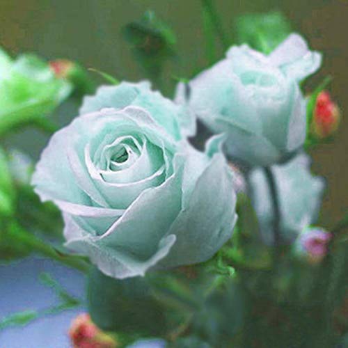 Semillas de rosas azules, 100 piezas / bolsa Semillas de rosas Dulce Fácil de plantar Planta verde perenne Bonsai Semillas de flores de rosas para jardín