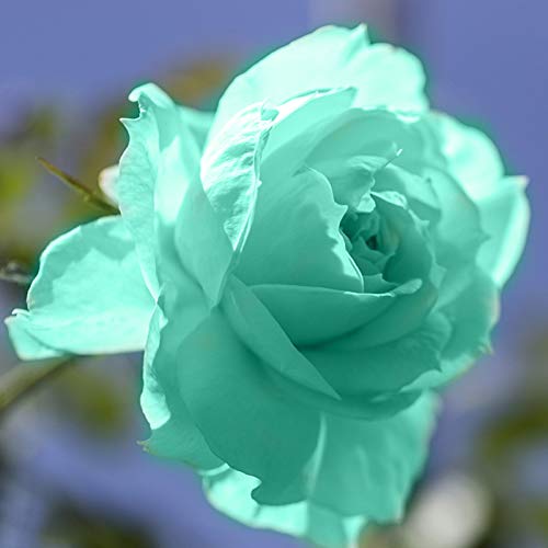 Semillas de rosas azules, 100 piezas / bolsa Semillas de rosas Dulce Fácil de plantar Planta verde perenne Bonsai Semillas de flores de rosas para jardín