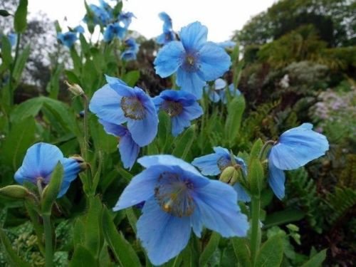 Semillas meconopsis betonicifolia HIMALAYA amapola azul PERENNES!