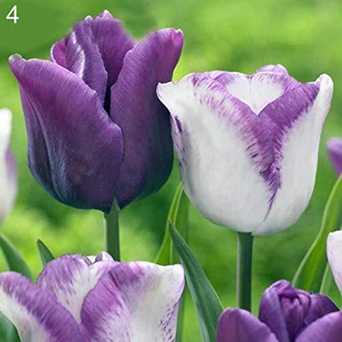 Semillas Semillas tulipán, 100 piezas / bolsa de tulipán Perenne Fragancia natural color brillante Bonsai Semilla para el balcón