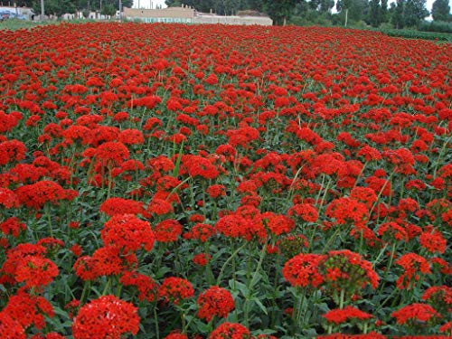 Silene Armeria Seeds 50+ Semillas de hierbas orgánicas fáciles de cultivar (Sweet William Catchfly) Flores silvestres para el jardín de los bonsais Plantación en interiores y exteriores