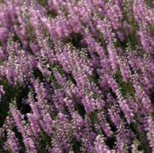 SmartMe Scottish Heather Seeds Calluna vulgaris 3600 a 1,800,000, Semillas (50g)