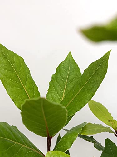 SMPLY. | Árbol de Laurel Natural | Planta Ideal para el Hogar, la Terraza o el Jardín | Apta para Exteriores e Interiores | En maceta | Altura Aprox: 40 cm | Fácil de Cultivar