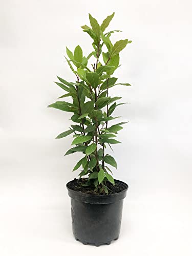 SMPLY. | Árbol de Laurel Natural | Planta Ideal para el Hogar, la Terraza o el Jardín | Apta para Exteriores e Interiores | En maceta | Altura Aprox: 40 cm | Fácil de Cultivar