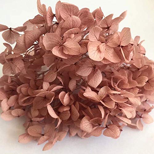 SSXCO 3 g/Lote Flores preservadas Frescas Naturales Cabeza de Flor de Hortensia Seca para Bricolaje Material de Flores de Vida eterna Real, 15