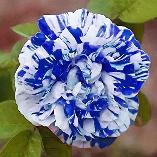 TOYHEART 100 Piezas De Semillas De Flores De Primera Calidad, Semillas De Rosas, Raras Y Prolíficas, Bonsais Azules, Plantas De Jardín, Semillas De Flores Para Balcón Azul