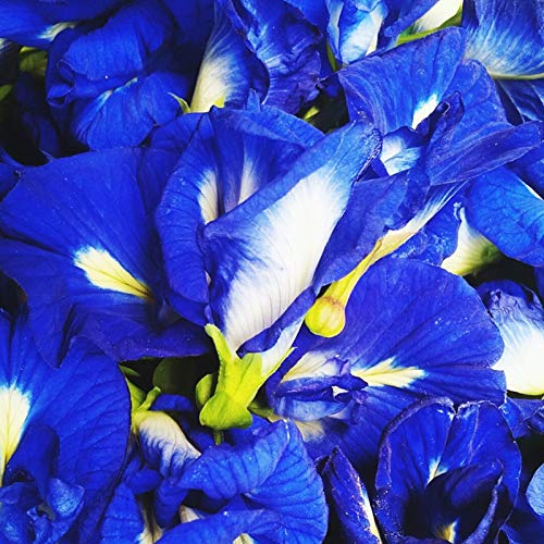 TOYHEART 100 Piezas De Semillas De Flores De Primera Calidad, Semillas De Rosas, Raras Y Prolíficas, Bonsais Azules, Plantas De Jardín, Semillas De Flores Para Balcón Azul