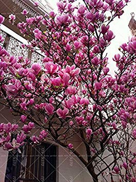 Vistaric 20PCS semillas de Magnolia, semillas de árboles de jardín fragantes de luz, semillas de flores de Magnolia para el jardín de su casa DIY planta ornamental 1