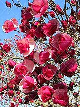 Vistaric 20PCS semillas de Magnolia, semillas de árboles de jardín fragantes de luz, semillas de flores de Magnolia para el jardín de su casa DIY planta ornamental 1