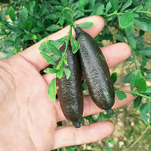 Wilitto 20 unids/bolsa Citrus Australasica Seeds Bush Healthy Full of Vitality Low in Fat Finger Limes Semillas para el hogar Citrus Australasica