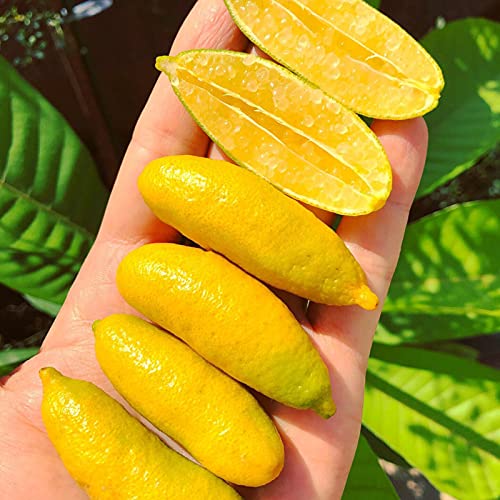 Wilitto 20 unids/bolsa Citrus Australasica Seeds Bush Healthy Full of Vitality Low in Fat Finger Limes Semillas para el hogar Citrus Australasica