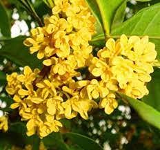 zumari 15 piezas de semillas de flores de osmanthus fragrans