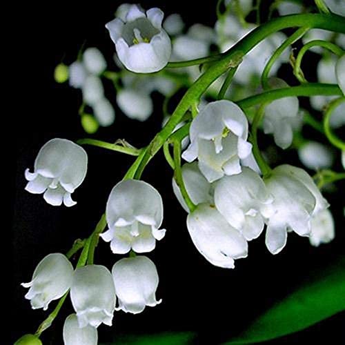 12 piezas de bulbos de lirio blanco de los valles Convallaria Majalis Bell Orquídea flor bulbos perennes para plantación de jardín al aire libre