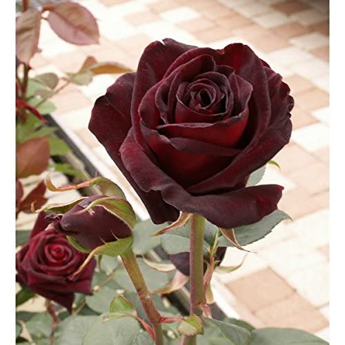 20 Negro Baccara Híbridos semillas raras Rose, exóticas semillas de flor de Rose True Blood