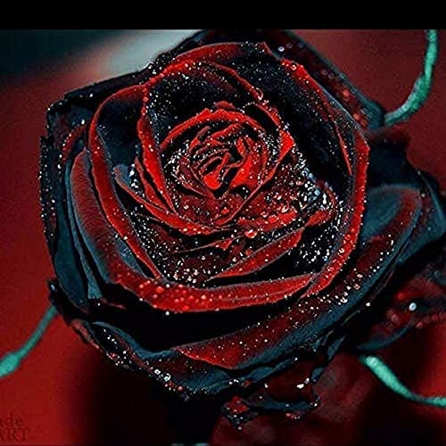 200 piezas de semillas de rosas para plantar semillas de rosas raras Flor de rosa negra con borde rojo Semillas de flores de rosas raras para plantar jardines