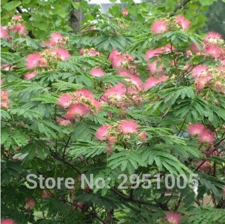 20pcs / lot Bonsái Albizia julibrissin semillas de flores seeds.rare en bonsai, Albizia julibrissin para jardín 2