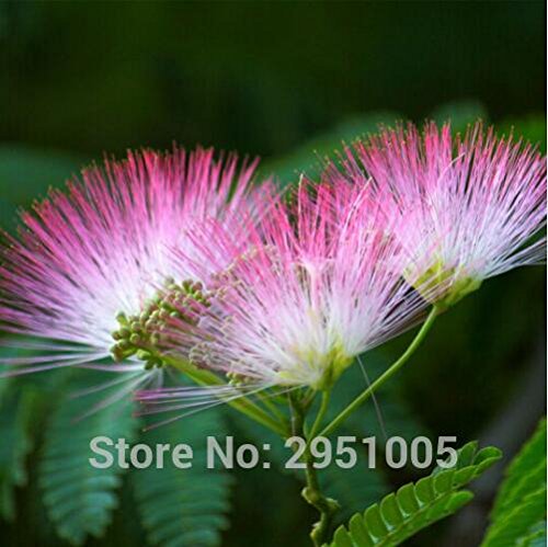 20pcs / lot Bonsái Albizia julibrissin semillas de flores seeds.rare en bonsai, Albizia julibrissin para jardín 2