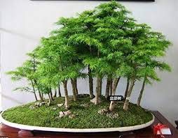 30 semillas de árboles bonsai de enebro flores en maceta bonsai oficina de purificar el aire absorben gases nocivos