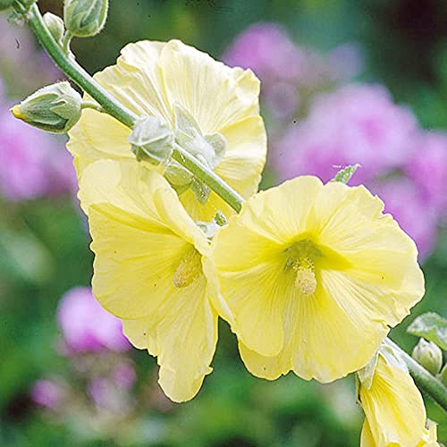 50 Piezas Amarillo Claro Hermoso Encantador Semillas De Malvarrosa Adecuado Para Su Jardín Plantación Jardinería Flores Especiales