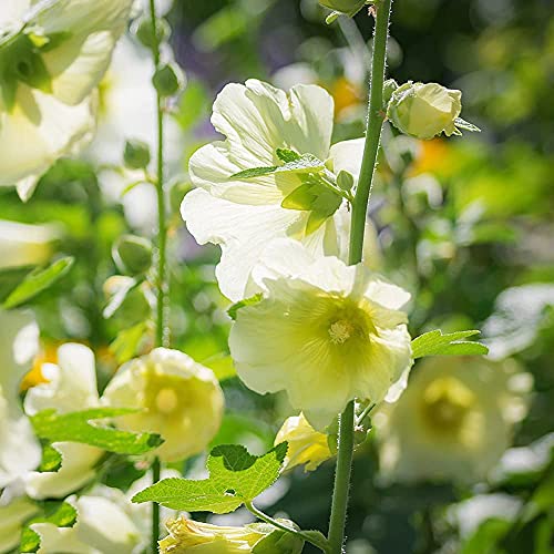 50 Piezas Amarillo Claro Hermoso Encantador Semillas De Malvarrosa Adecuado Para Su Jardín Plantación Jardinería Flores Especiales