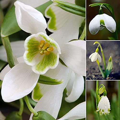 AchidistviQ 200 Piezas De Bulbos De Campanilla De Invierno Individuales Semillas De Galanthus Nivalis Bulbos De Floración De Primavera Verano Planta De Campanillas Azules Y Acónitos Semilla