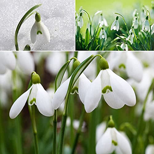 AchidistviQ 200 Piezas De Bulbos De Campanilla De Invierno Individuales Semillas De Galanthus Nivalis Bulbos De Floración De Primavera Verano Planta De Campanillas Azules Y Acónitos Semilla