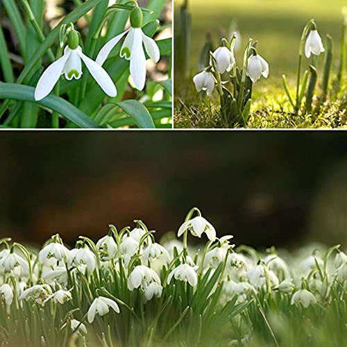 AchidistviQ 200 Piezas De Bulbos De Campanilla De Invierno Individuales Semillas De Galanthus Nivalis Bulbos De Floración De Primavera Verano Planta De Campanillas Azules Y Acónitos Semilla