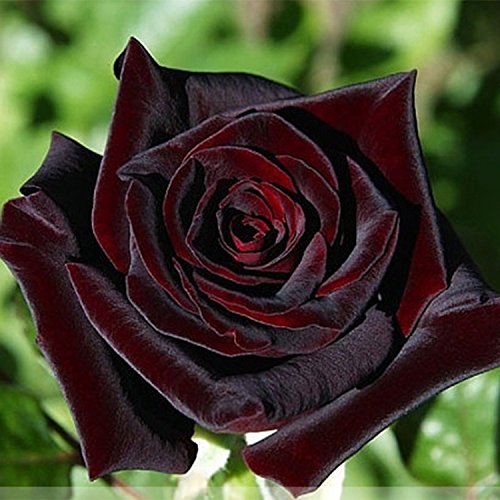 BAD Inc Negro Baccara semillas híbridas Rose arbusto de flores