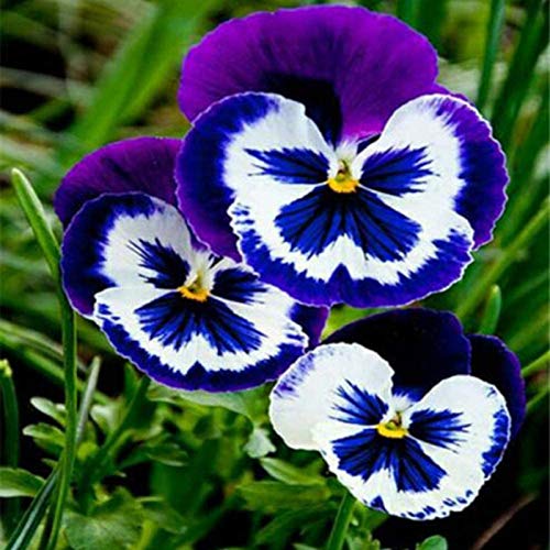 Benoon Semillas de Pansy, 1 bolsa de semillas de pensamiento perennes coloridas mini bonsai Pot Pansy Semillas para patio