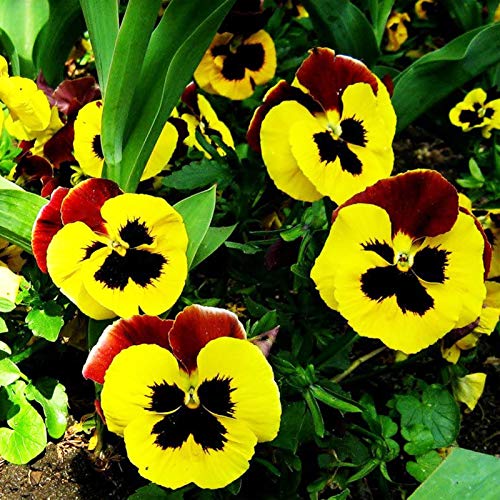 Benoon Semillas de Pansy, 1 bolsa de semillas de pensamiento perennes coloridas mini bonsai Pot Pansy Semillas para patio