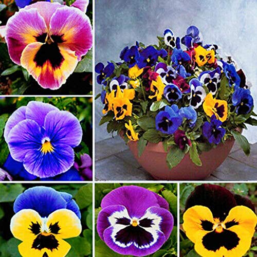 Benoon Semillas de Pansy, 1 bolsa de semillas de pensamiento perennes coloridas mini bonsai Pot Pansy Semillas para patio