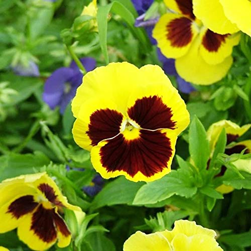 Benoon Semillas de Pansy, 1 bolsa de semillas de pensamiento perennes coloridas mini bonsai Pot Pansy Semillas para patio