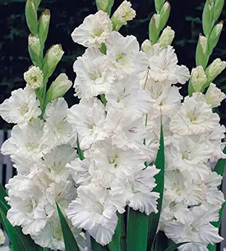 Bulbos De Gladiolos, Hermosas Flores, Bulbos, Hermosas Plantas Exóticas, Rizomas Perennes, Especies Raras/ Especial / Fuerte /-3- bulbos,Blanco