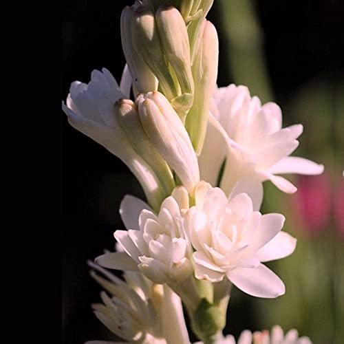 Bulbos de tuberosa/Plantas de jardín de verano/Usado con frecuencia en ramos y jarrones para enfatizar hermosos efectos decorativos