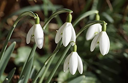 Bulbos Florecientes Solos (Galanthus Nivalis) (50)