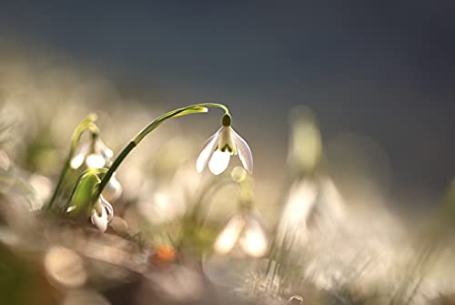 Bulbos Florecientes Solos (Galanthus Nivalis) (50)