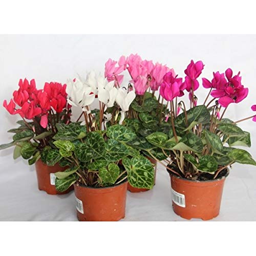 Cyclamen mini (maceta 11 cm Ø) (Blanco)