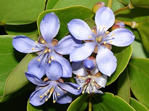 Especial Guaiacum officinale - Lignum Vitae - Semillas de plantas raras de árboles tropicales (10)