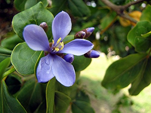 Especial Guaiacum officinale - Lignum Vitae - Semillas de plantas raras de árboles tropicales (10)