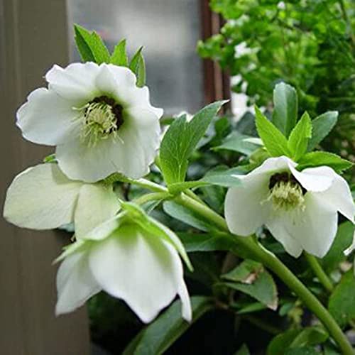 Galanthus Nivalis Seeds,200Pcs/Bag Galanthus Nivalis Seeds Fantastic Good Harvest White Spring Summer Flower Seeds for Balcony - Semilla