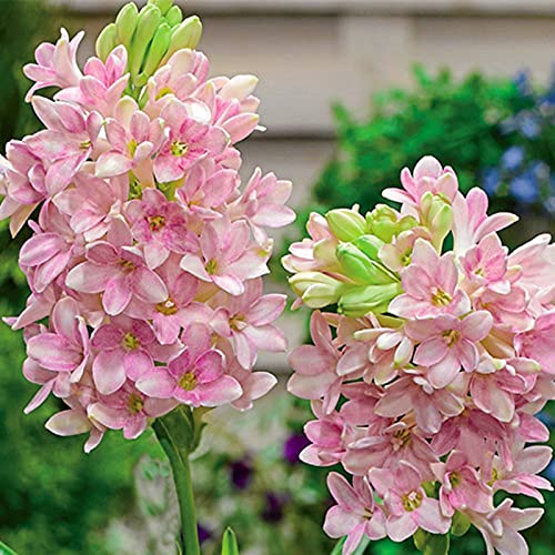 Hermosas flores ornamentales,Bulbo de nardo,Flores pequeñas y delicadas,Planta decorativa mágica-5 Bulbos