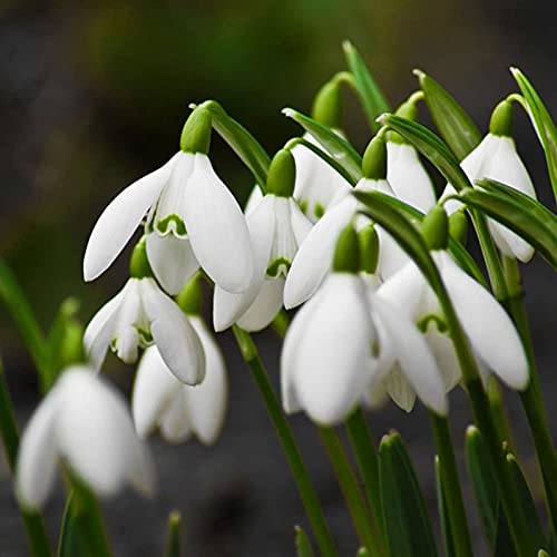 Oce180anYLVUK Semillas, 200 Piezas/Bolsa Semillas De Galanthus Nivalis Fantástica Buena Cosecha Semillas De Flores Blancas De Primavera Y Verano Para Balcón Semilla