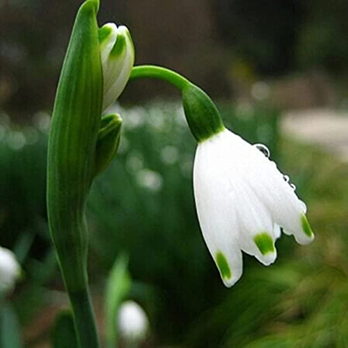 Oce180anYLVUK Semillas, 200 Piezas/Bolsa Semillas De Galanthus Nivalis Fantástica Buena Cosecha Semillas De Flores Blancas De Primavera Y Verano Para Balcón Semilla