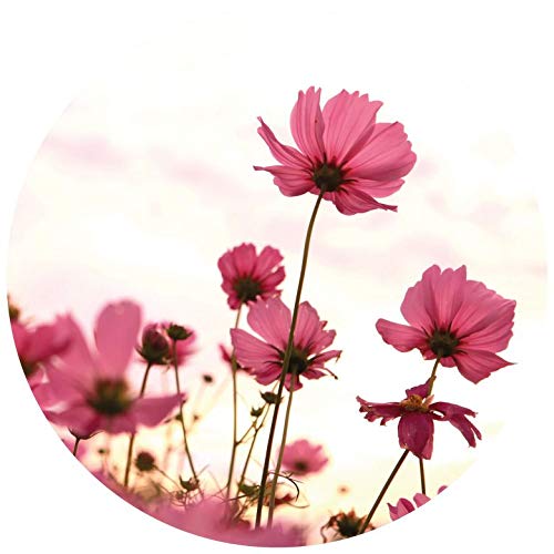 Papel pintado fotográfico redondo con flores rosas Cosmos veraniegas, paisaje floral, puesta de sol, fotografía, incluye plantilla de 140 cm de diámetro
