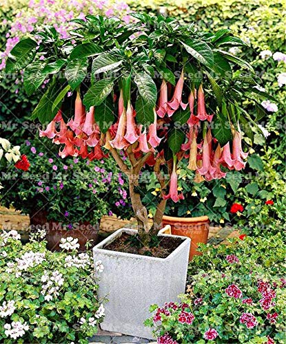 Pinkdose planta de los bonsai árbol 100pcs ENANO Brugmansia suaveolens Flamenco Angel & # 39; s de las trompetas